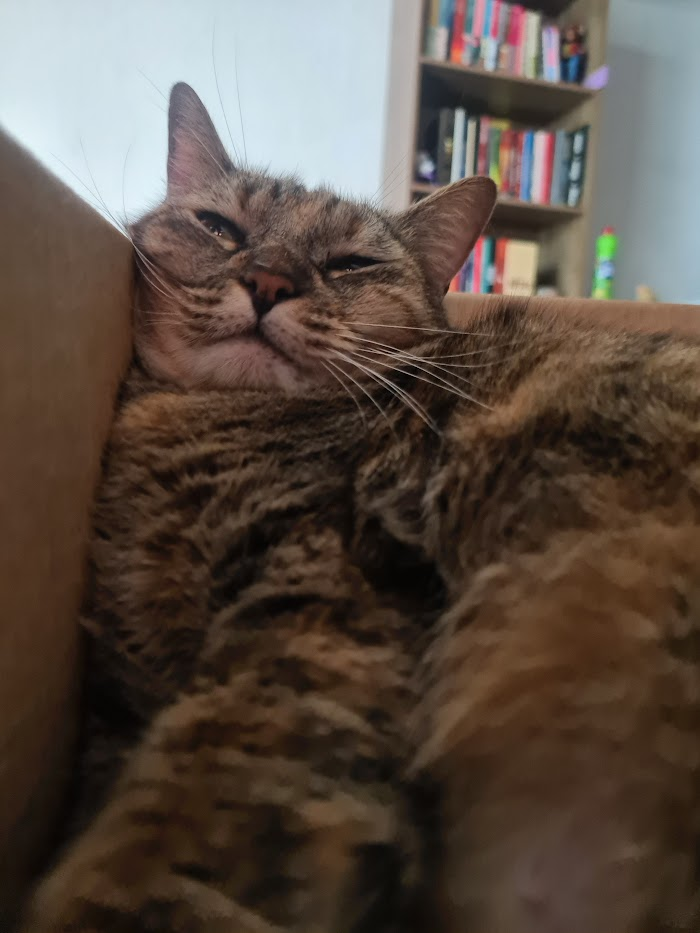 Minha gata 2