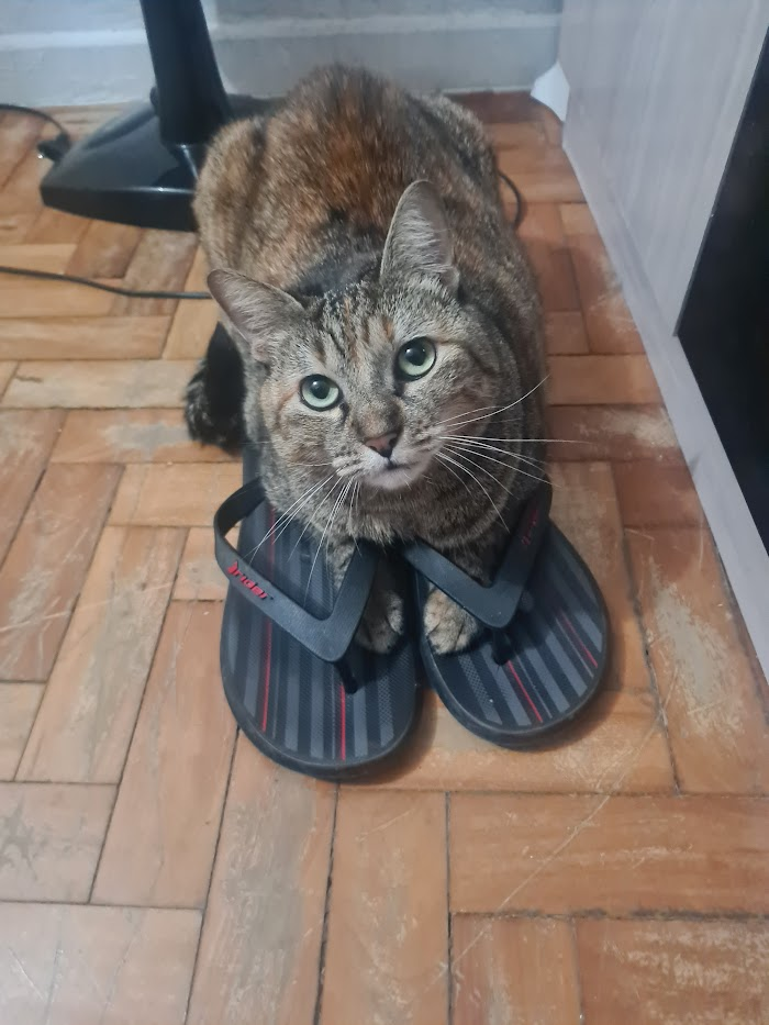 Minha gata 1