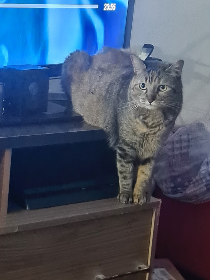 Minha gata 3