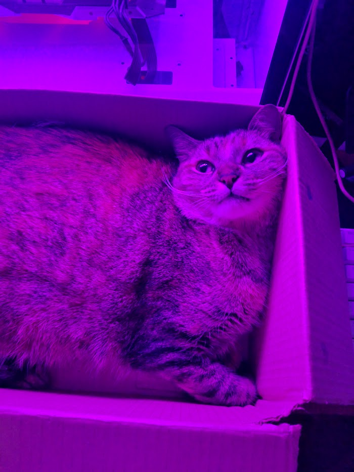 Minha gata 3