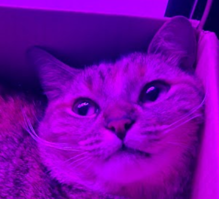 Minha gata fofa