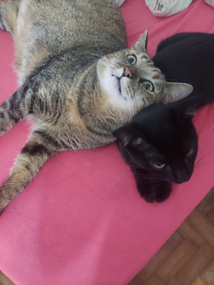 Minha gata 3